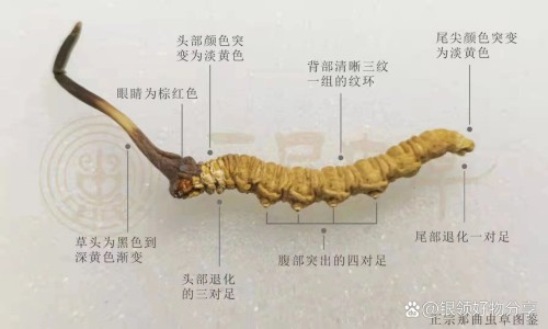 药用胶囊壳-药用胶囊价格网-分享药用胶囊壳哪种好，药用胶囊分几个型号知识库